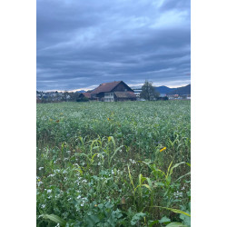 Farmhouse, Party, Event, Djs